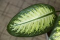 Green leaf of Dieffenbachia.