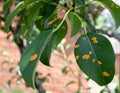 Green leaf disease. Aphid on fruit trees. Orange spots on fresh leaves. Sick tree. Royalty Free Stock Photo