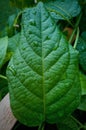 Green leaf with divergent venation and water droplets