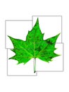 Green leaf divided in a four squares