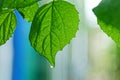 Green leaf with a drop of water on a branch Royalty Free Stock Photo