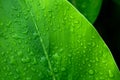 Green leaf drop of water after rain. Royalty Free Stock Photo