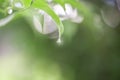 Green leaf with droplet,water drop. Royalty Free Stock Photo