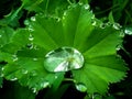 Green leaf with drops, closeup rain drops on lady`s mantle Royalty Free Stock Photo