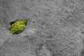 Green leaf drops on monotone gray dirt surface cement texture floor