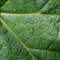 Green leaf with drops. Raindrops on a green leaf.