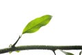 Green leaf with drops of water Royalty Free Stock Photo