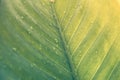 Green leaf with drops of water - Abstract green striped nature b