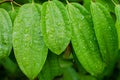 Green leaf with drops of water Royalty Free Stock Photo