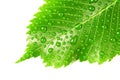 Green leaf with drops of water over white Royalty Free Stock Photo