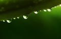 Green leaf with drops of water in rains. Royalty Free Stock Photo