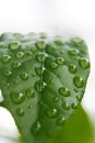 Green leaf in drops of water, water on a leaf, water droplets, plant, background Royalty Free Stock Photo