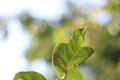 A green leaf with a dry tip