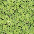 Green leaf duckweed in pond Royalty Free Stock Photo