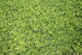 Green leaf duckweed in pond Royalty Free Stock Photo