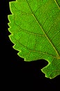 Green leaf edge Royalty Free Stock Photo