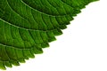 Green leaf edge texture on white background. Royalty Free Stock Photo