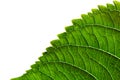 Green leaf edge texture on white background. Royalty Free Stock Photo
