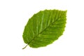Green leaf of elm tree isolated on white backgro Royalty Free Stock Photo
