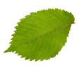 Green leaf of elm tree isolated on white backgro Royalty Free Stock Photo