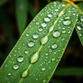 A green leaf with elongated shape and smooth texture is covered in an array of water droplets. The Royalty Free Stock Photo
