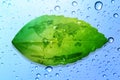 Green leaf environment concept save the earth and water drop bac
