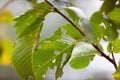 Green leaf of European White Elm Ulmus laevis damaged by leaf-eaters parasite insects. Backlight. September. Early autumn. Royalty Free Stock Photo