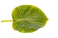 Green leaf of exotic tree isolated on white background. Natural concept. Royalty Free Stock Photo