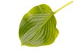 Green leaf of exotic tree isolated on white background. Natural concept. Royalty Free Stock Photo