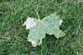 Green leaf fallen on grass Royalty Free Stock Photo