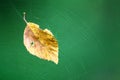 Leaf in the net Royalty Free Stock Photo