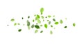 Green Leaf Falling Vector Wallpaper. Herbal Royalty Free Stock Photo