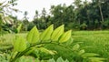 Green leaf in the farms rice indonesia village