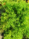 Green leaf of Feather fern plant. Asparagus setaceus