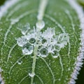 Translucent ice crystals and water droplets, showcasing the interaction of Royalty Free Stock Photo