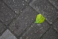 A green leaf falling on the gray sidewalk Royalty Free Stock Photo