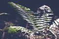 Green leaf fern, abstract natural background and texture in dark Royalty Free Stock Photo