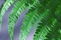 Green leaf of fern close up, macro photo