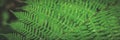 Green leaf fern closeup. Panoramic natural background