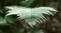 Green leaf fern in the forest close-up. Beautiful fern leaf. Forest greens Royalty Free Stock Photo