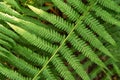 Green leaf of fern plant close up, macro. Natural beautiful green background, texture, pattern Royalty Free Stock Photo