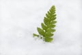 Green leaf of fern in the snow. Winter in the forest. Frozen plants in the wild Royalty Free Stock Photo