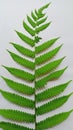 Green is the leaf of a fern tree