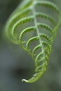 Green frond of fern unfurling, India. Royalty Free Stock Photo