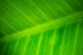 Green leaf of ficus in detail closeup, macro photography, leaf texture.