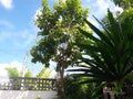 Green leaf ficus and lady palm leavesbeautiful blue sky