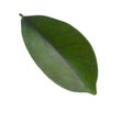 Green leaf of Ficus microcarpa Chinese banyan isolated on white background. Selective focus Royalty Free Stock Photo