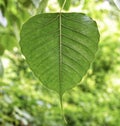 Green leaf of Ficus religiosa or Sacred fig. Bodhi or Banyan tree green leaf Royalty Free Stock Photo