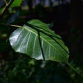 Green leaf of Ficus religiosa or Sacred fig. Bodhi or Banyan tree green leaf Royalty Free Stock Photo