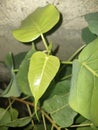 Green Leaf of Ficus Religiosa & x28;Bodhi Peepal Tree& x29;